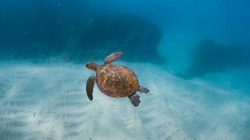 Snorkelling Noosa Sunshine Coast