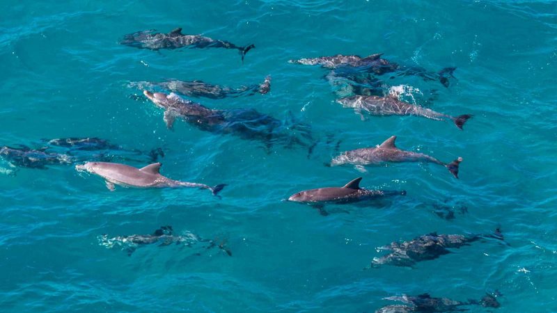 Dolphin spotting Noosa Sunshine Coast