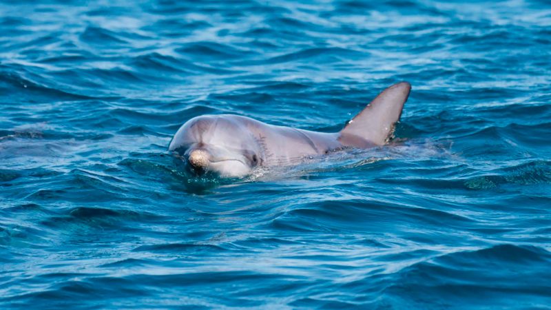 Dolphin spotting Noosa Sunshine Coast
