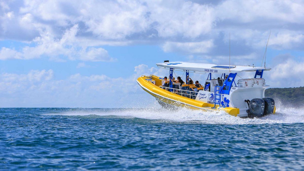 Noosa Wave Noosa Boat Trips Dolphins 