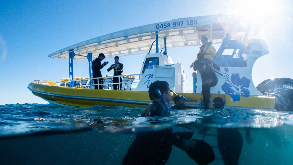 Noosa Wave Noosa Boat Trips Dolphins, Whales & Snorkelling Whale