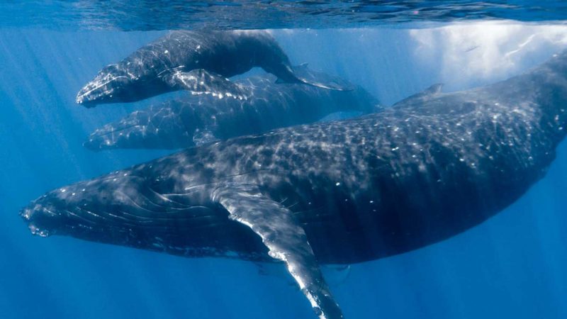 Swim with whales Noosa Sunshine Coast