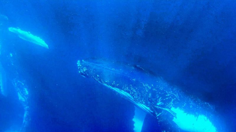 Swim with whales Noosa Sunshine Coast