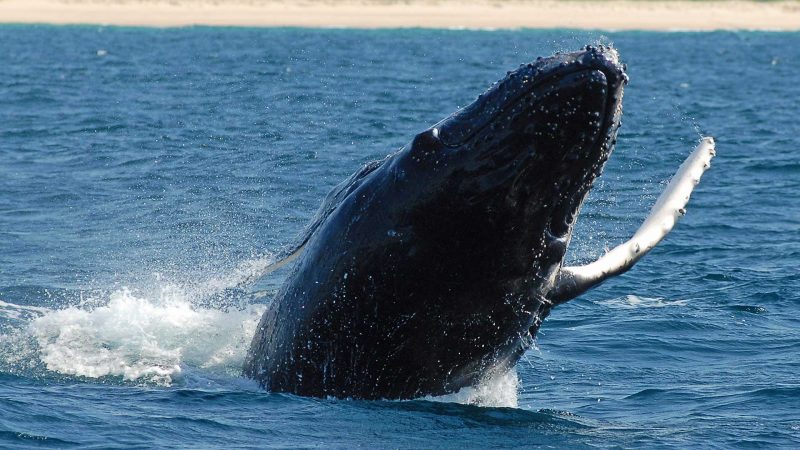 Whale Watching Noosa Sunshine Coast