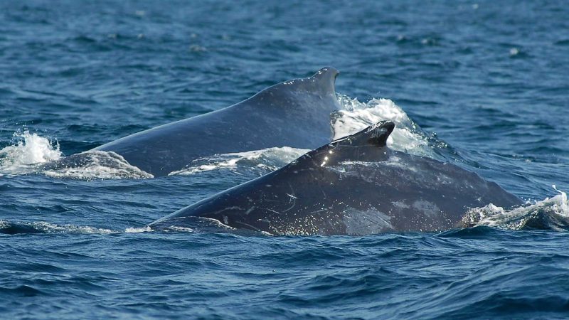 Whale Watching Noosa Sunshine Coast