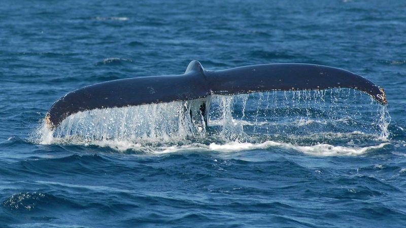 Whale Watching Noosa Sunshine Coast