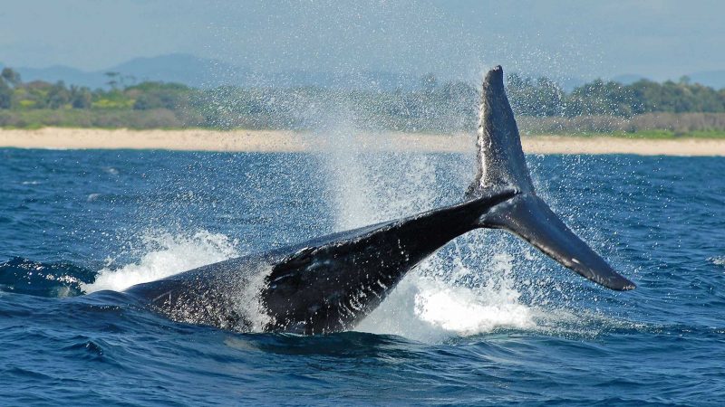 Whale Watching Noosa Sunshine Coast