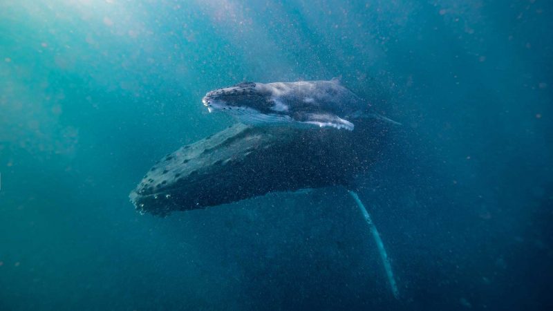 Swim with whales Noosa Sunshine Coast