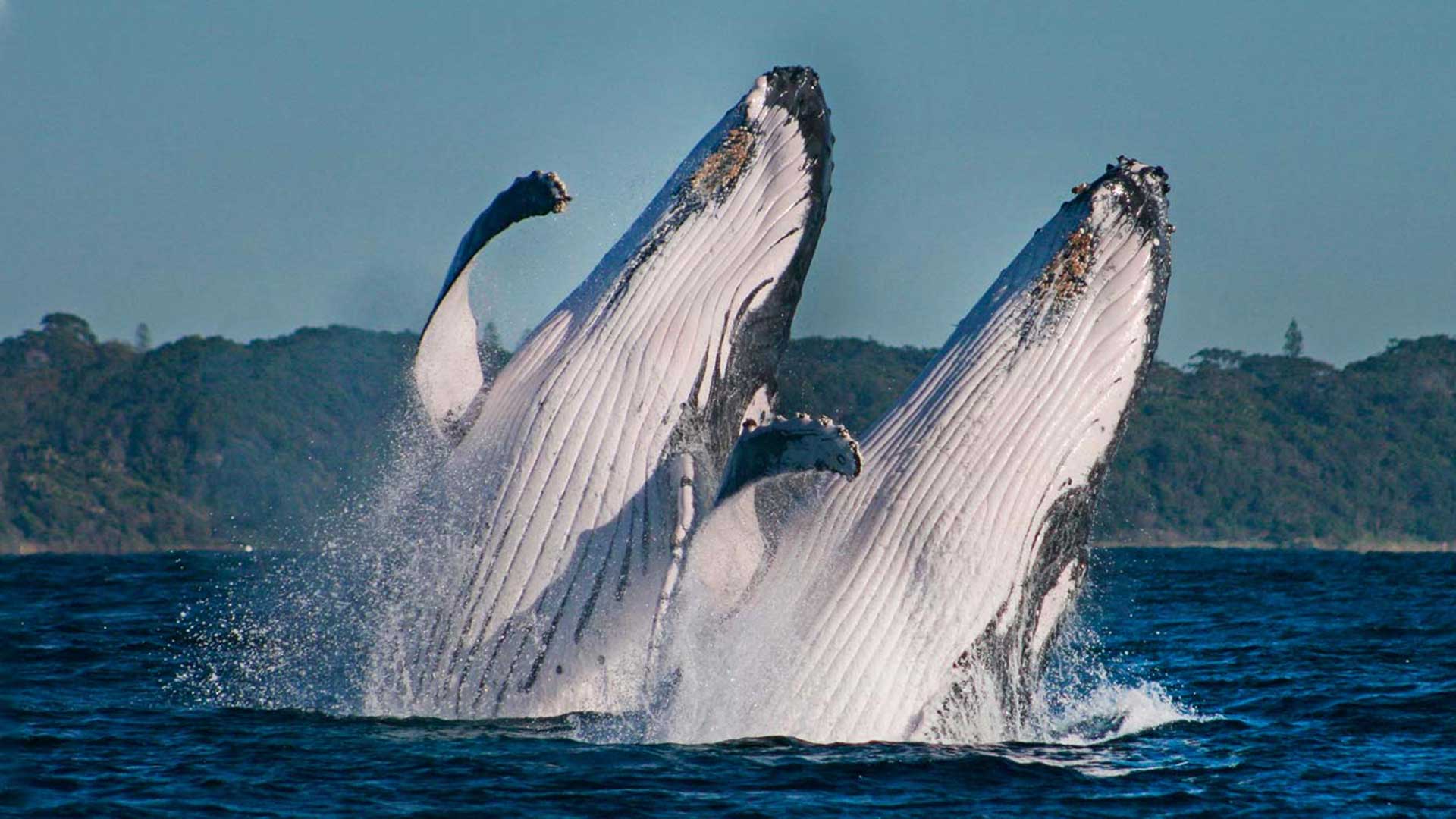 Noosa Wave Noosa Boat Trips Dolphins, Whales & Snorkelling Whale Watching boat tours queensland