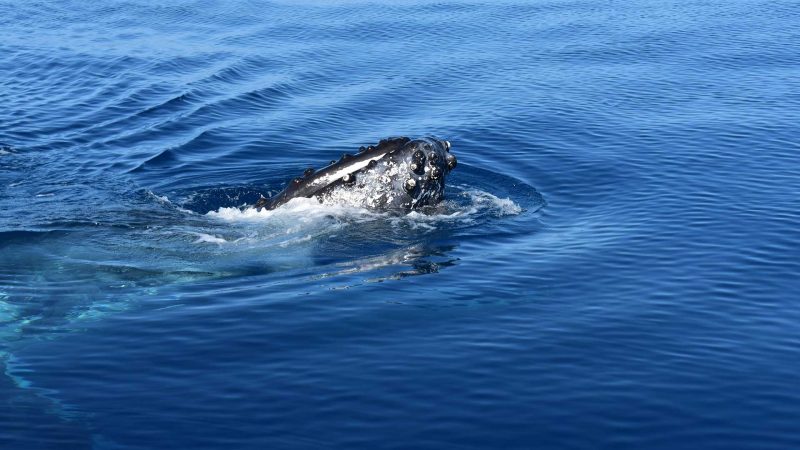 Whale Watching Noosa Sunshine Coast