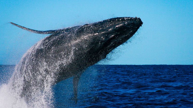 Whale Watching Noosa Sunshine Coast