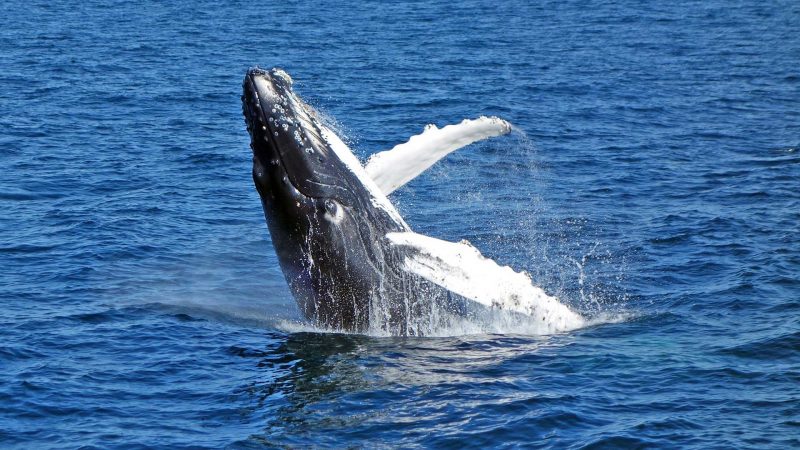 Whale Watching Noosa Sunshine Coast