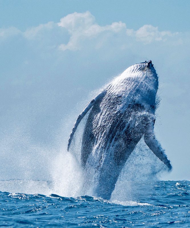 Whale Watching Noosa Sunshine Coast