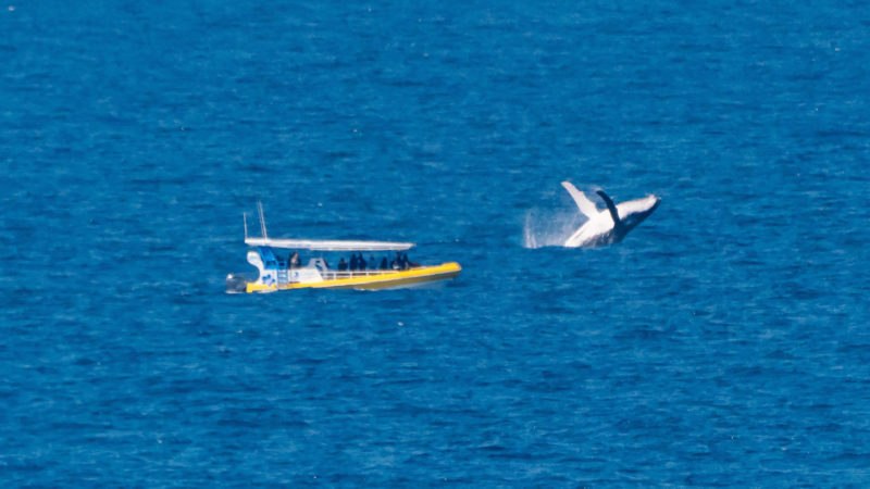 whale-watching-noosa-sunshine-coast-8