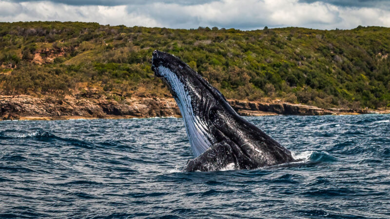 Whale Watching Noosa Sunshine Coast
