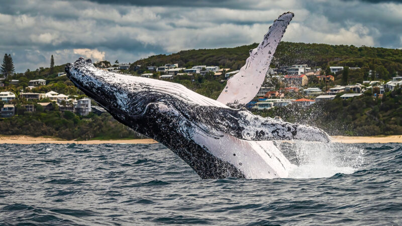 whale-watching-noosa-wave